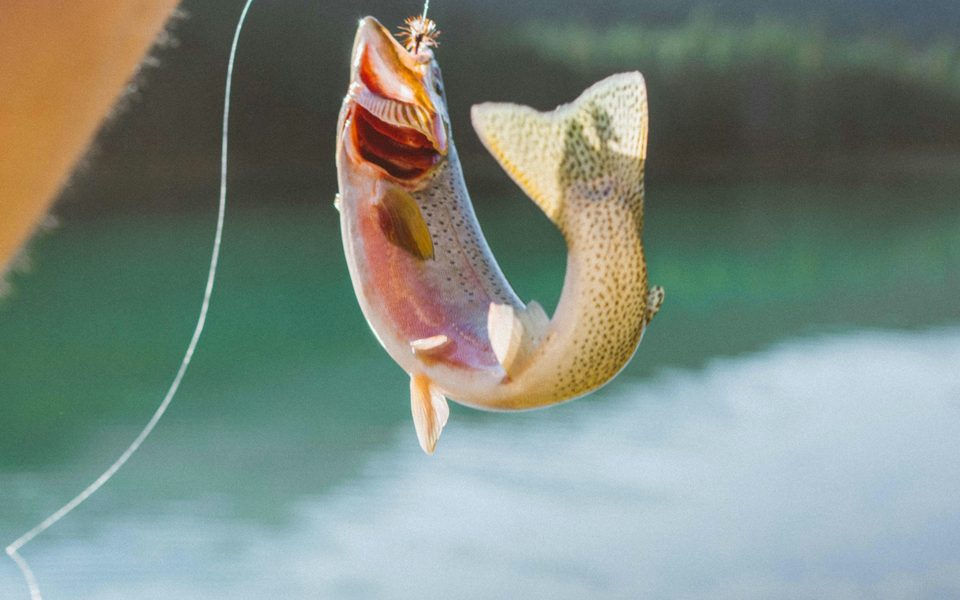 Câu và thả (catch & release): cách thả cá để cá khoẻ mạnh trở về