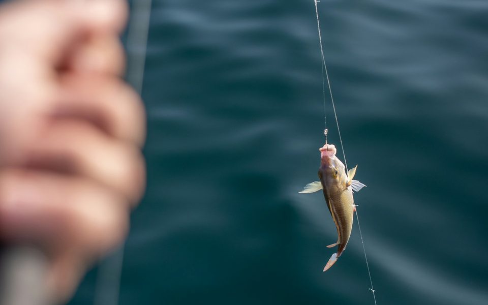 Dây PE, nylon hay fluorocarbon: khi nào dùng loại nào